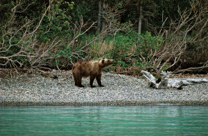 14Grizzly-am-Ufer-Alaska
