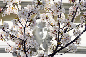 Frühling in der Bonner Altstadt_Foto Reinhard Löffler