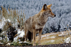 Kojote-im-Yellowstone-NP