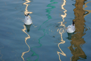Spiegelungen im Bodensee mit Lachmöwen